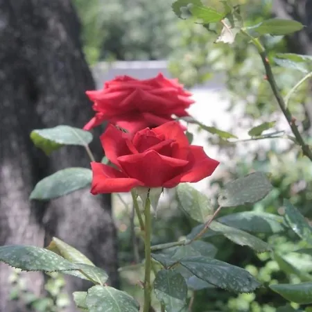 By The Sea Cavtat, Dubrovnik - 8827