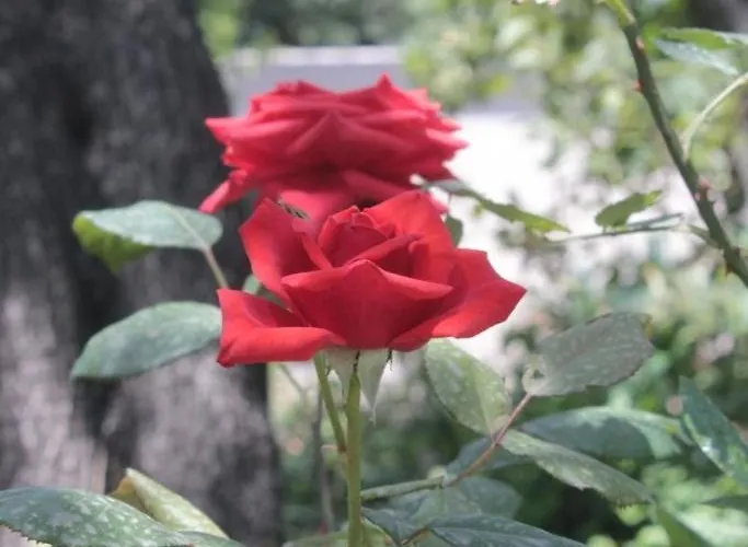 By The Sea Cavtat, Dubrovnik - 8827
