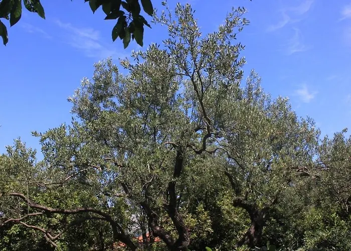 By The Sea Cavtat, Dubrovnik - 8827 Apartament